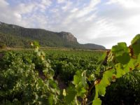 Bodegas Jumilla - 2