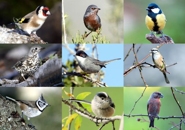 El grupo de investigación ECOMED de la UMU revela un descenso en la riqueza de especies de aves forestales en la Región a causa del cambio global