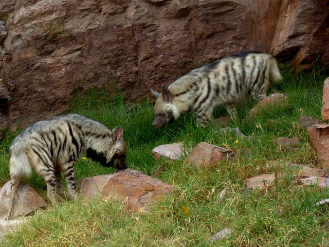 Terra Natura Murcia recibe a los dos únicos ejemplares de hiena rayada del país