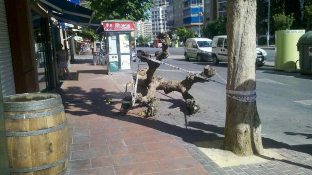 Medio Ambiente eliminará mañana ocho catalpas muertas de Ronda Norte