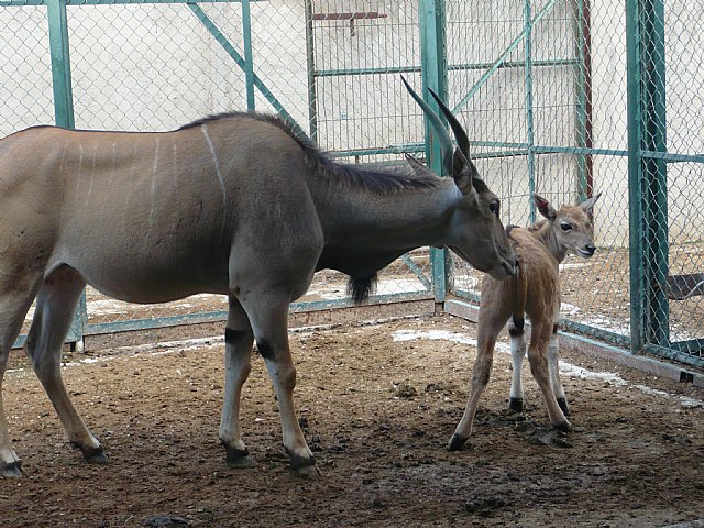 Los expertos de Terra Natura Murcia reintroducen a una hembra y su cría en el grupo de elands