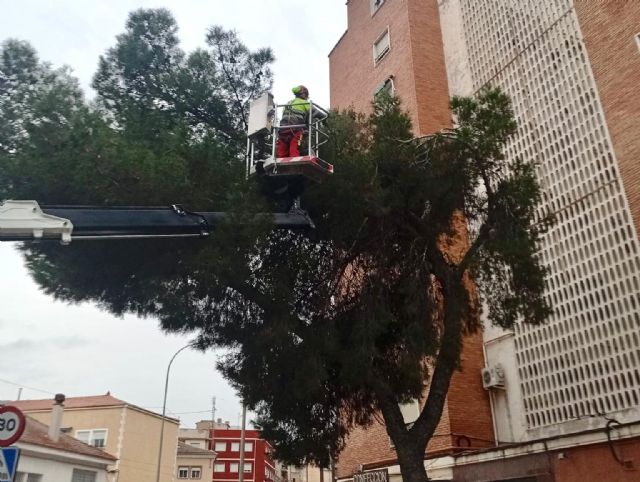 Avanza la campa&ntilde;a contra la procesionaria del pino con actuaciones en las zonas verdes de más de una treintena de barrios y pedanías en febrero