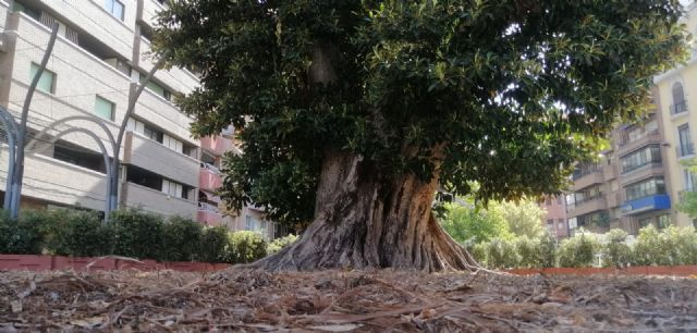 El prestigioso experto arbolista, Gerard Passola, revisa el ficus de Santo Domingo para garantizar su correcto cuidado y recuperación