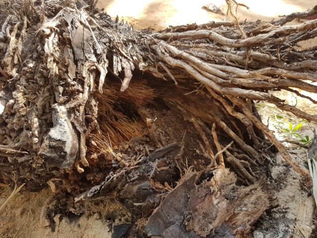 Cs exige mayores medidas de vigilancia y protección sobre el Palmeral de Zaraíche tras la aparición de dos ejemplares en mal estado