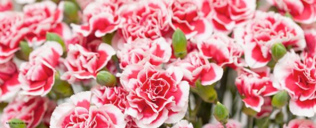 La UMU consigue la mejora genética del clavel