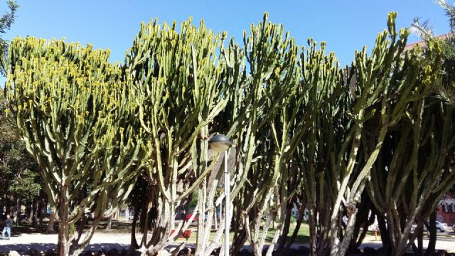 Más de 60 variedades de cactus crecen en los parques y jardines de Murcia