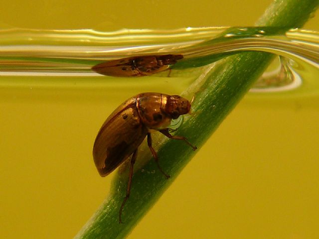 Un estudio de la UMU revela que resistir el calor no asegura la supervivencia de las especies ante el cambio climático