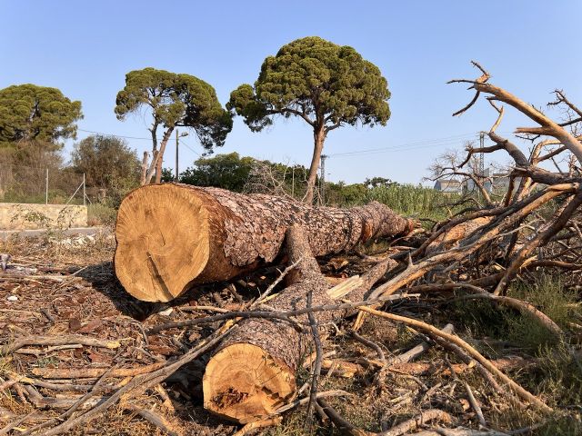 Los pinos centenarios de Churra entran en la Lista Roja del Patrimonio en Peligro tras la petición de Huermur