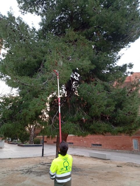 Murcia refuerza la campa&ntilde;a contra la oruga procesionaria en pinos del municipio para garantizar la seguridad de vecinos y mascotas