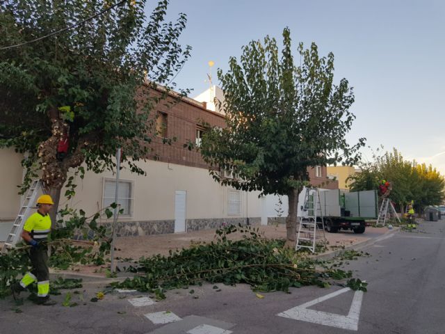 Arranca la poda de cerca de 20.000 moreras en las pedanías y el casco urbano de Murcia