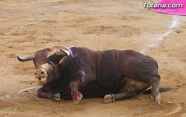 PACMA llama a los murcianos de toda la Región a exigir el fin de la tauromaquia el próximo 14 de septiembre