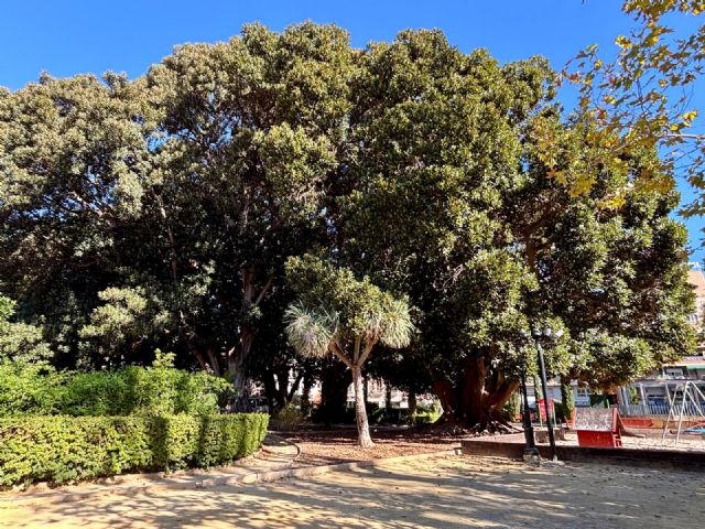 Los ficus del Jardín de Floridablanca reciben la revisión integral periódica que permite garantizar su salud y seguridad