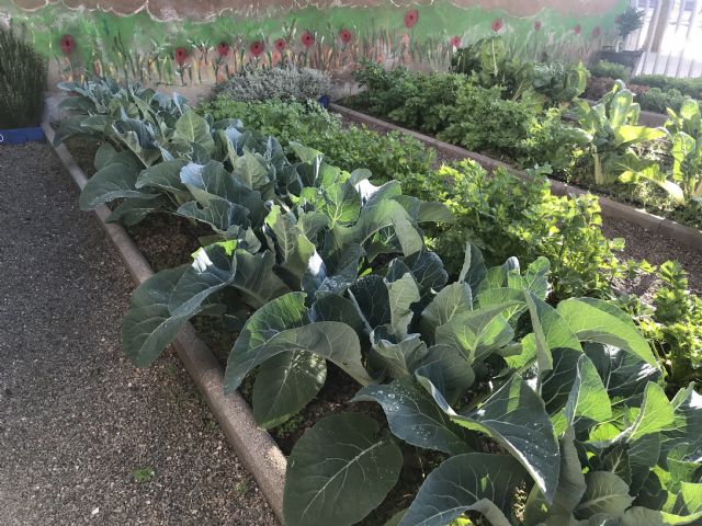 Alumnos del CEIP La Arboleda en Santiago y Zaraiche recogen la cosecha de su huerto escolar