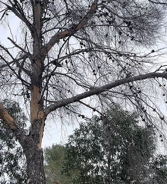 El PP del ayuntamiento actúa ahora contra la devastadora plaga del 'barrenillo del pino' tras años de no hacer nada