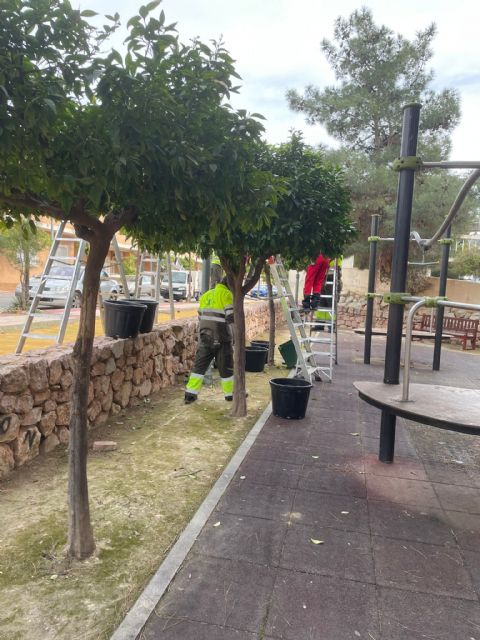 Avanza la campa&ntilde;a de recogida de naranjos en la que se espera recoger 640.000 kilos de naranjas