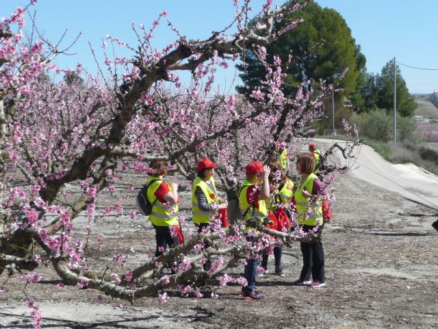 Más de 150 participantes de los Grupo 4-40 visitaron este sábado la floración de Cieza con motivo del VI encuentro que organiza el Servicio de Salud