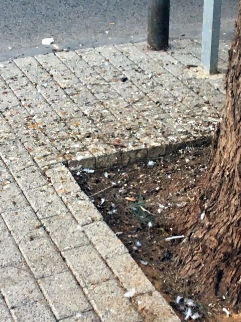 La asociación de vecinos de Vistabella reclama una solución al problema de las palomas