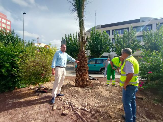 El Ayuntamiento planta más de un centenar de palmeras para embellecer medianas y rotondas del municipio