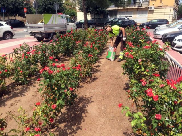 Toneladas de abono permitirán una mejor floración de los miles de rosales plantados en el municipio