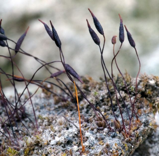 La UMU lidera la investigación en briófitos con el descubrimiento de cinco nuevas especies de musgos