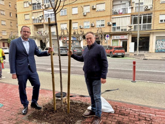 Murcia planta más de un centenar de árboles en alcorques de barrios y pedanías para continuar reponiendo los ejemplares perdidos en el Plan de Movilidad