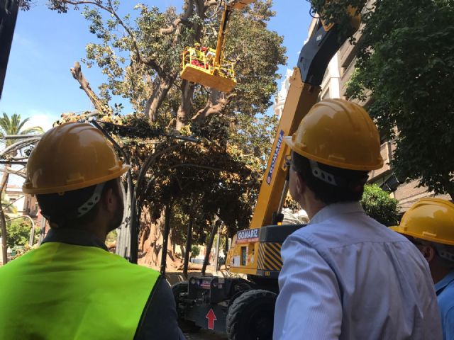Continúan esta mañana los trabajos para sanear el ficus de Santo Domingo y asegurar el entorno para los ciudadanos