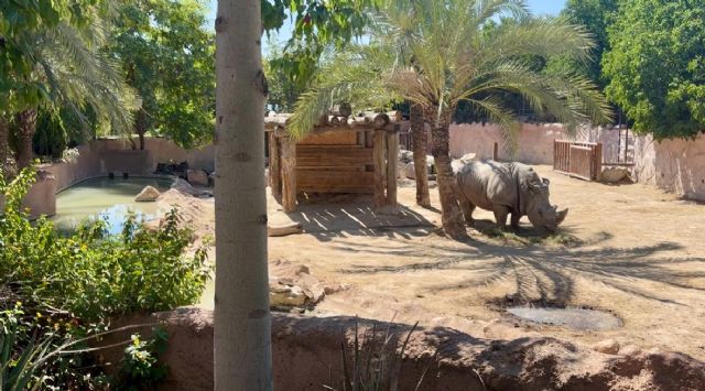 El rinoceronte blanco más longevo de Terra Natura Murcia cumple 39 años