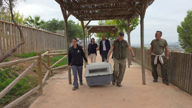 El parque zoológico municipal Terra Natura incorpora un nuevo buitre leonado que no puede vivir en libertad debido a una lesión