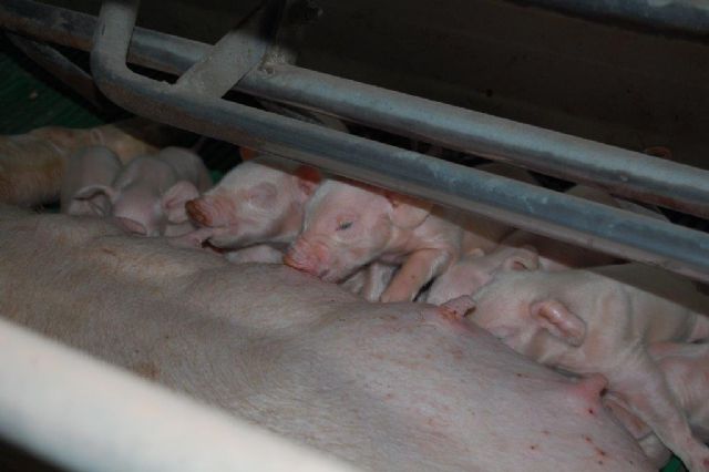 La UMU participa en el desarrollo de un estándar de calidad para centros de inseminación artificial porcina