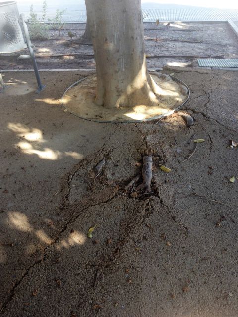 El PSOE reclama que se agilicen las obras de pedanías como el jardín de San Ginés, que lleva años a oscuras y con el pavimento levantado