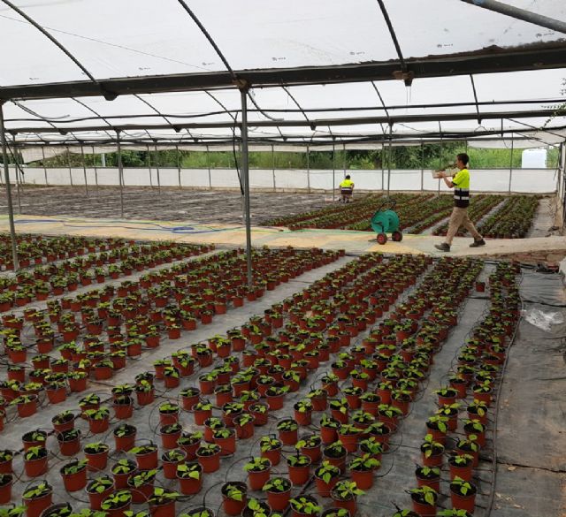 El vivero municipal del Mayayo está trabajando ya en el cultivo de más de 20.000 flores de Pascua