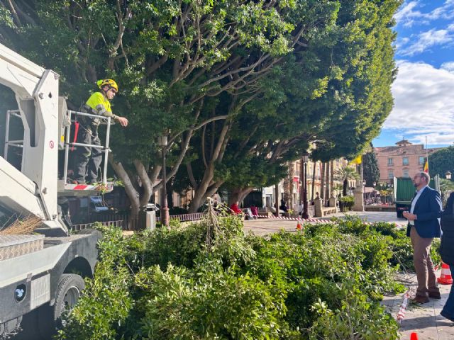 Los ficus de la Glorieta se someten a labores de vigilancia y mantenimiento para garantizar su salud