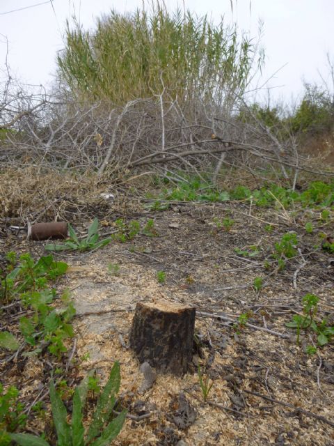 HUERMUR denuncia nuevas talas de arbolado protegido de gran porte ante el Seprona y el Ayuntamiento