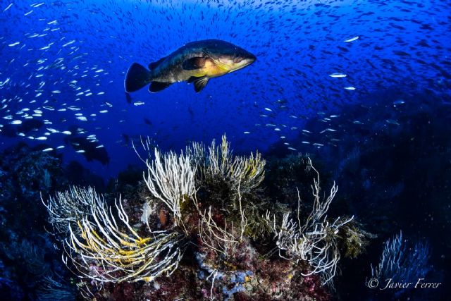 Impacto positivo de las áreas marinas protegidas frente al cambio climático