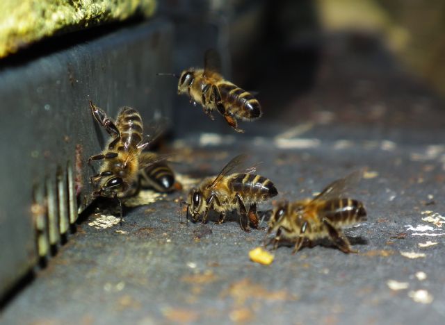 La investigadora de la UMU Pilar de la Rúa participa en una evaluación europea que alerta del riesgo de extinción de más de un centenar de especies de abejas