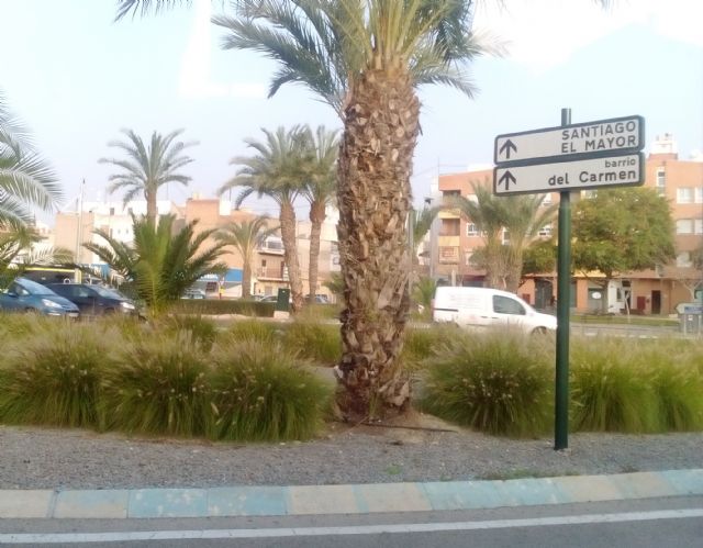 Ahora Murcia demanda la erradicación en los espacios públicos de la planta invasora ´rabo de gato´