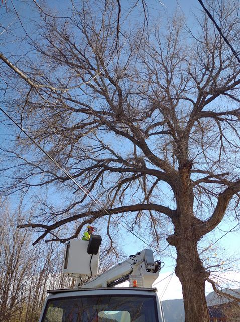 El Ayuntamiento revisa sus 700 ejemplares singulares ante la llegada de las altas temperaturas