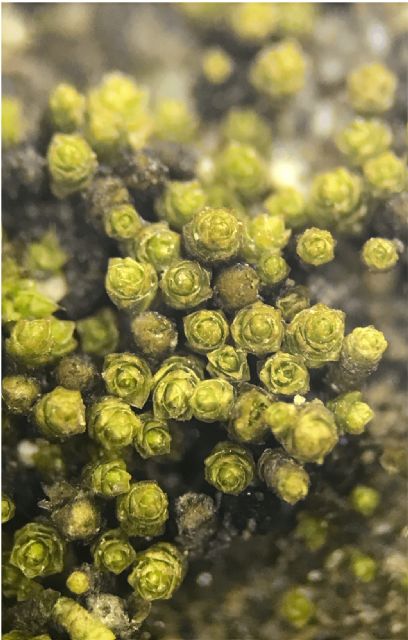 Investigadores de la UMU descubren una nueva especie de musgo en el desierto de Atacama