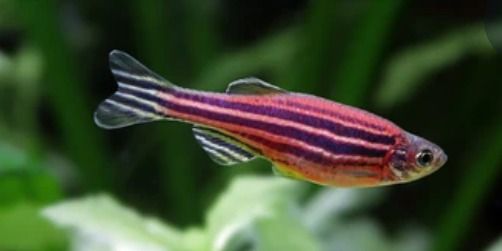 Gaucher, una rara enfermedad genética que podría haber protegido a los judíos asquenazíes contra la tuberculosis