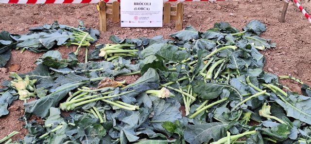 La UMU lidera un proyecto clave para mitigar el cambio climático a través de la agricultura de carbono