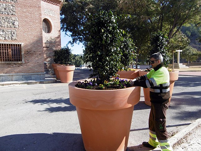 Medio millar de pensamientos embellecen el entorno de la Fuensanta