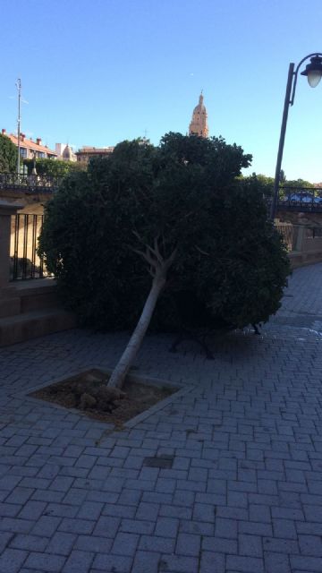 Policía Local, Bomberos y Parques y Jardines trabajan desde la madrugada en un dispositivo especial para minimizar los efectos del viento