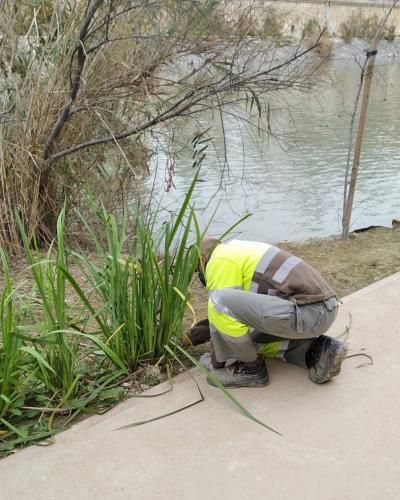 El Ayuntamiento de Murcia pone a punto los carriles bici de Murcia Río para fomentar la vida saludable a través del deporte