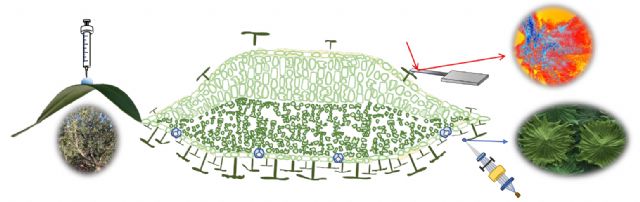 Expertos de la UMU y la UPM describen por primera vez cómo los olivos economizan el agua a través de unos 'pelos' que poseen sus hojas