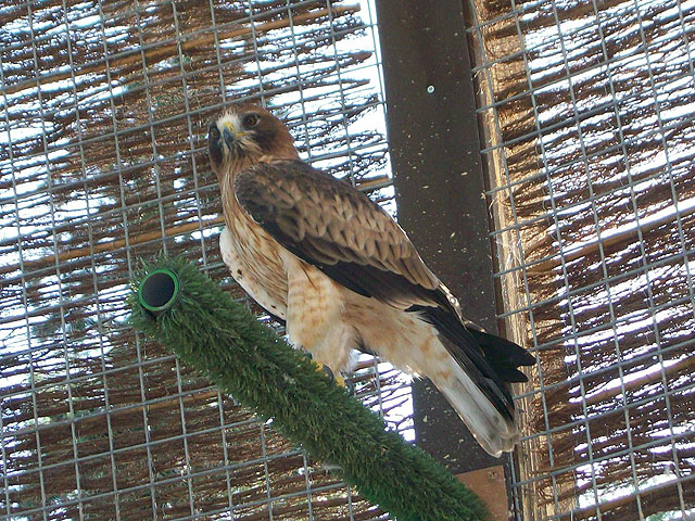 Imagen de un águila calzada en una de las jaulas del Centro de Recuperación de Fauna Silvestre