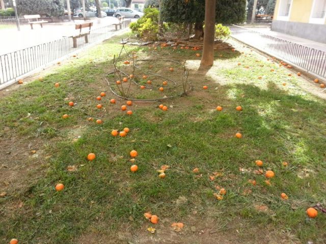 IU-Verdes denuncia la lentitud injustificada de la poda de los naranjos en la vía pública