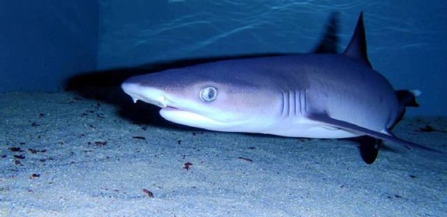 Nace una nueva cría de tiburón en el Acuario de la Universidad de Murcia