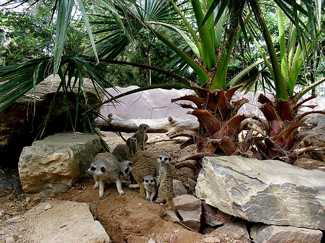 Las praderas de Terra Natura Murcia albergan el nacimiento de cuatro crías de suricata