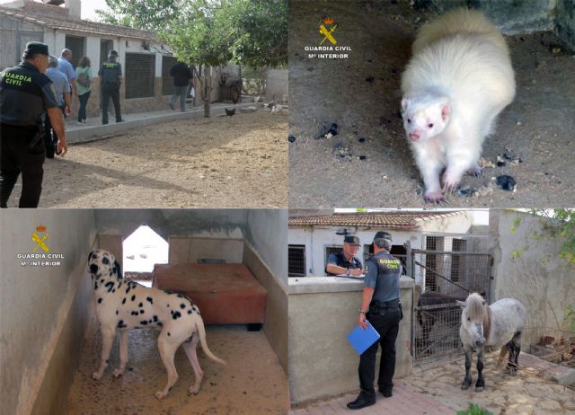 La Guardia Civil detecta la tenencia irregular de medio centenar de animales en un corral doméstico de Murcia