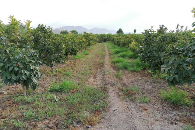 Las parcelas demostrativas de cultivo de caqui en la huerta de Murcia muestran su viabilidad tanto en ecológico como en tradicional